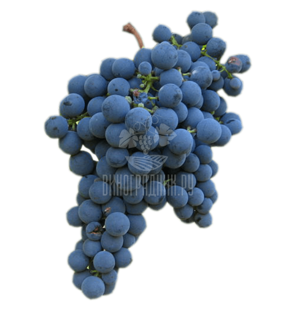 Виноград Карменер