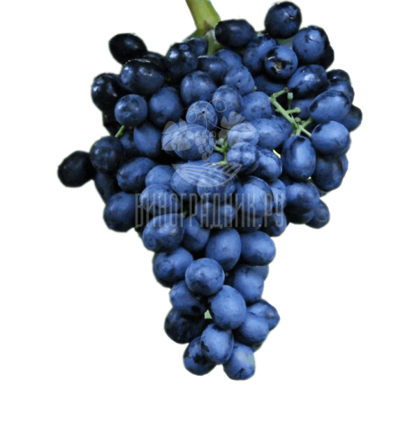 Виноград Кишмиш Аттика