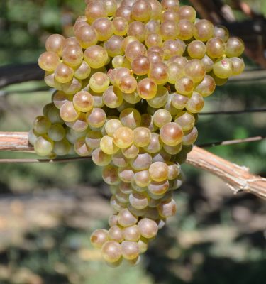 саженцы сорта Марсан