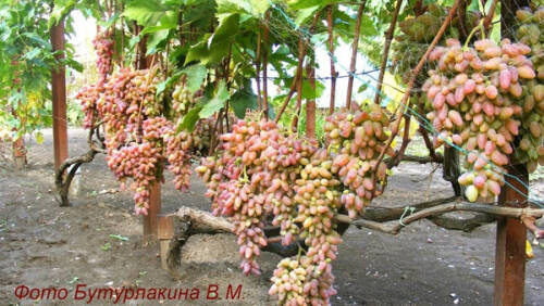 Без чего не добиться хорошего урожая винограда