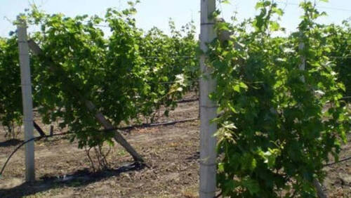 Воздушный режим почвы