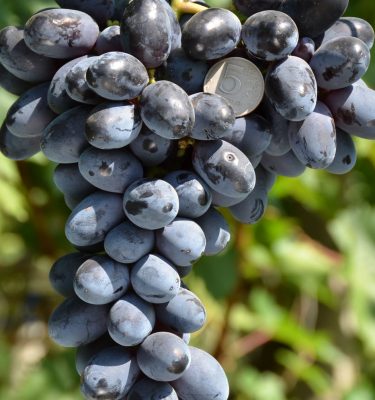 сорт винограда Вернисаж Калугина