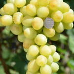 саженцы винограда Лоно