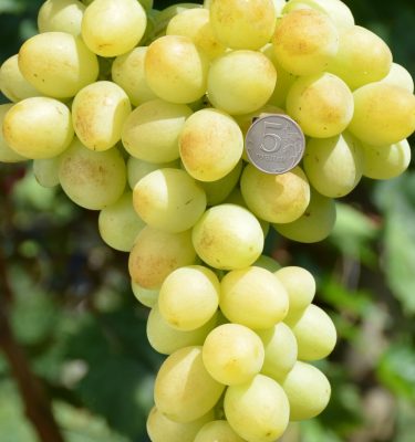 саженцы винограда Лоно