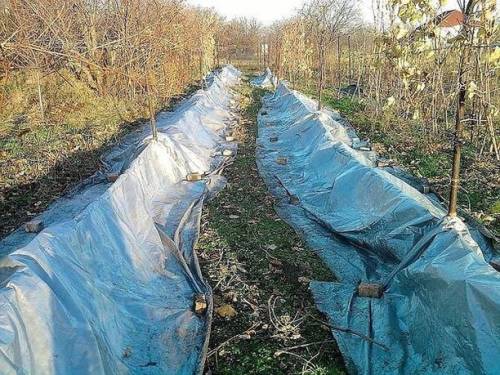 Укрывание винограда полимерной пленкой