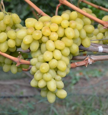 урожай саженца сорта Бостон