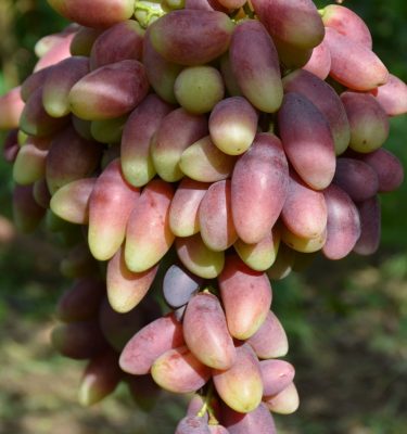 Автограф Калугина саженец