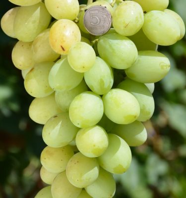 саженцы винограда сорта Взлет