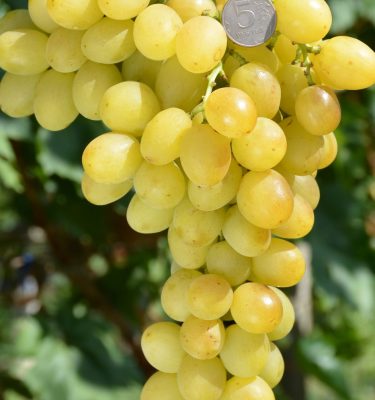 сорт винограда Желтый Великан
