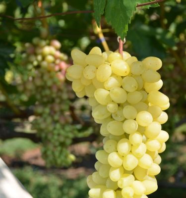 сорт винограда Ириска