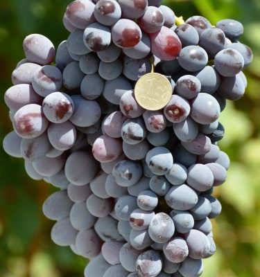 сорт винограда кишмиш Ютал