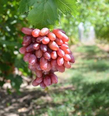 сорт винограда Масон