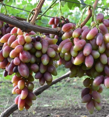 автограф калугина черенки продажа