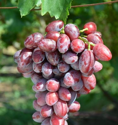 сорт винограда Шакира