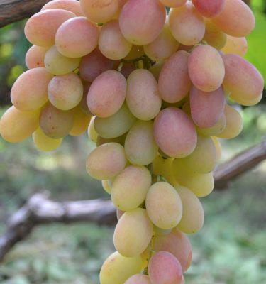 сорт винограда Фаберже