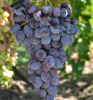 сорт винограда Сёмочка