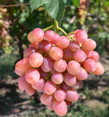 сорт винограда Гламур