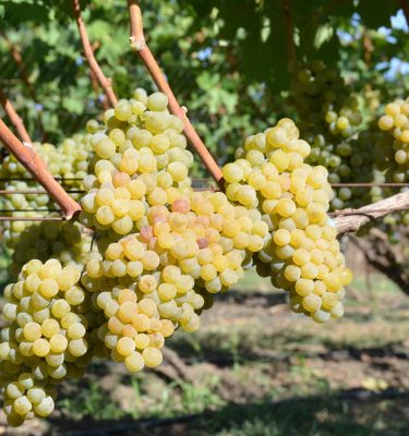 сорт винограда Грюнер Вельтлинер