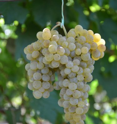 саженцы винограда Искорка