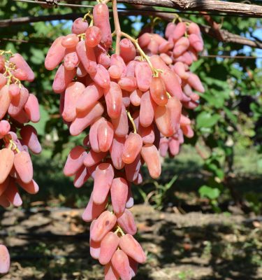 виноград Каролина