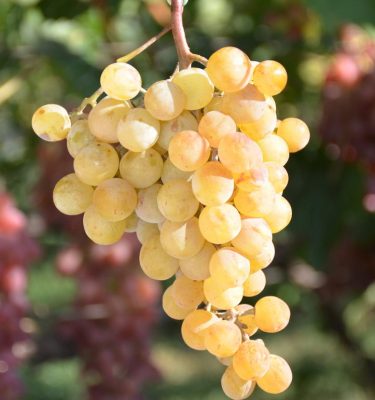 сорт Мускат Платовский