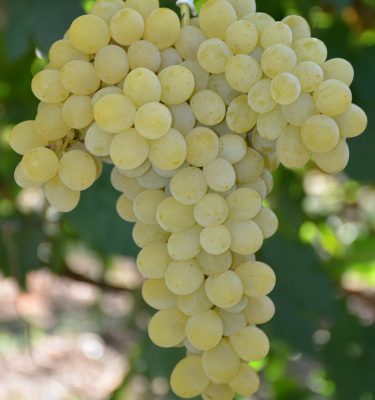 сорт винограда Прим (Палатина)