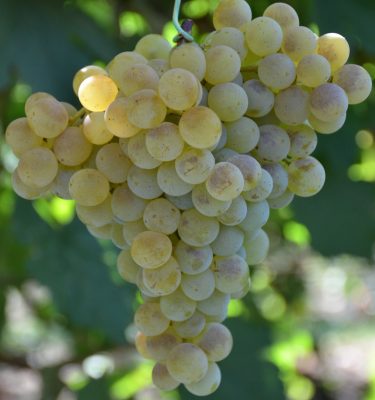 сорт винограда Ритон