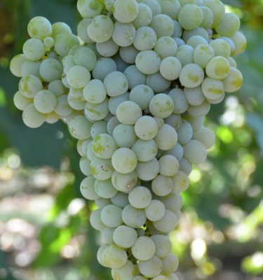 сорт винограда Цветочный