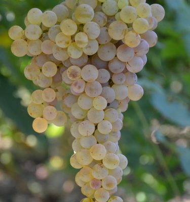 сорт винограда Уньи Блан