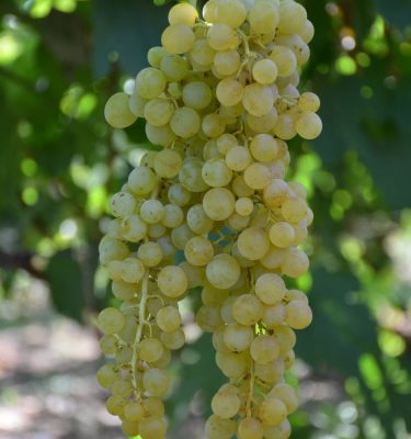 сорт винограда Ярило